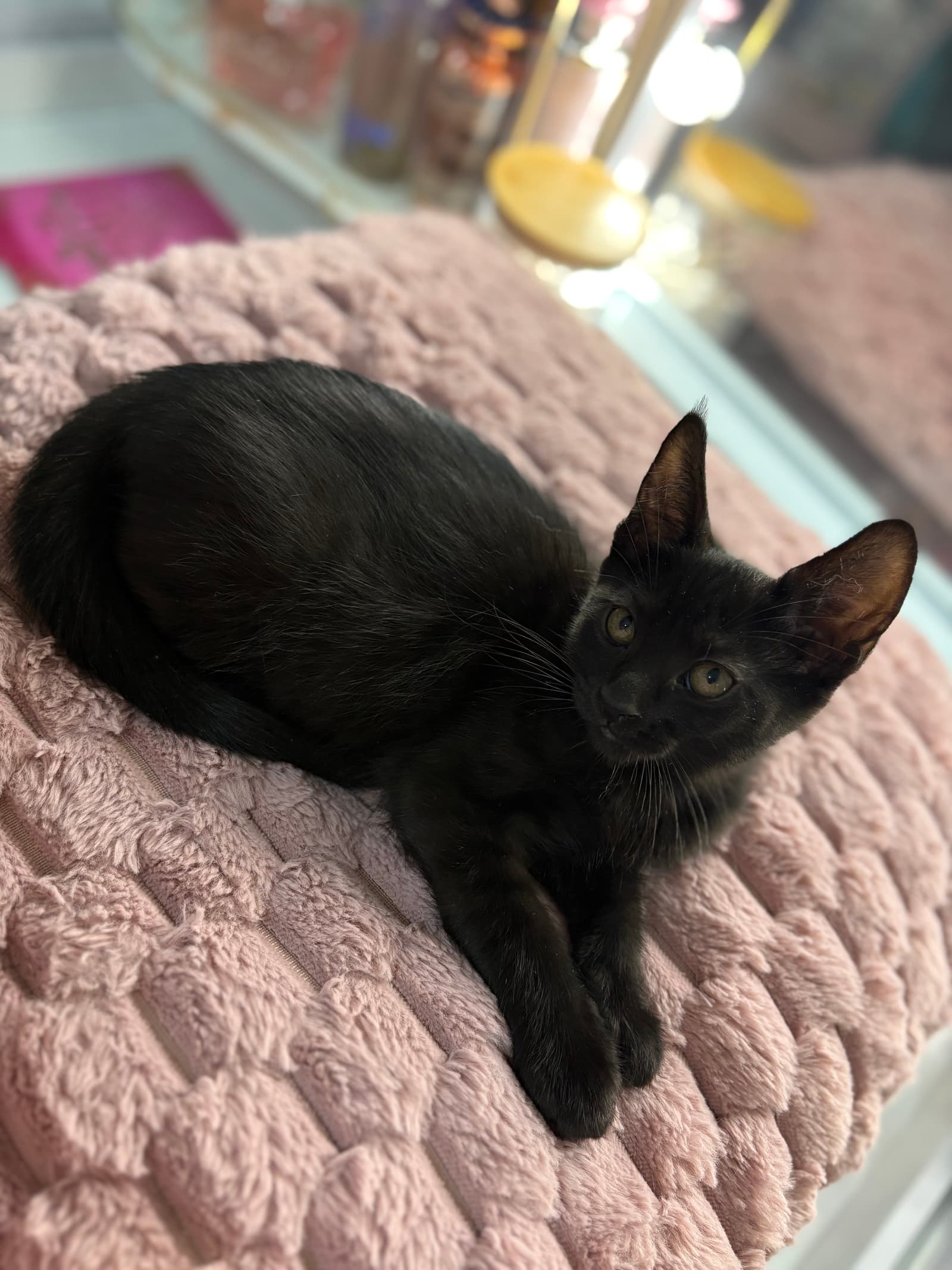 Iris