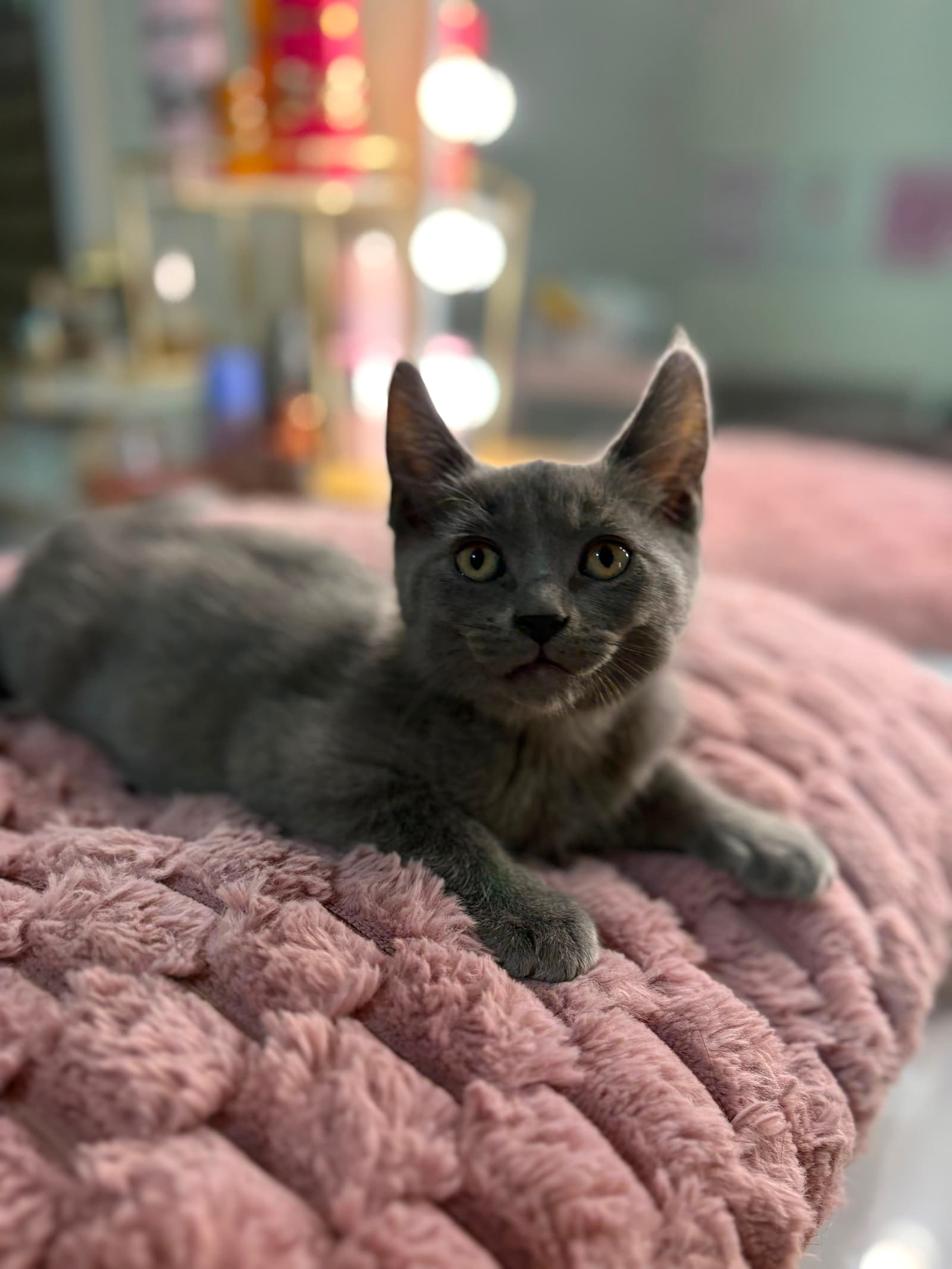 Simba